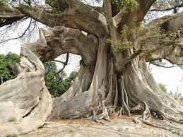 Kapok tree(Ceiba pentandra (L.) Gaertn.)